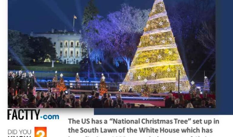 Most Weird and Interesting Facts About Christmas Trees