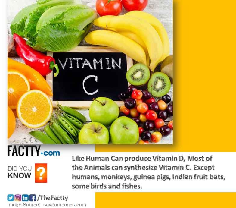 Vitamin D, Humans, Animals, synthesize, Vitamin C